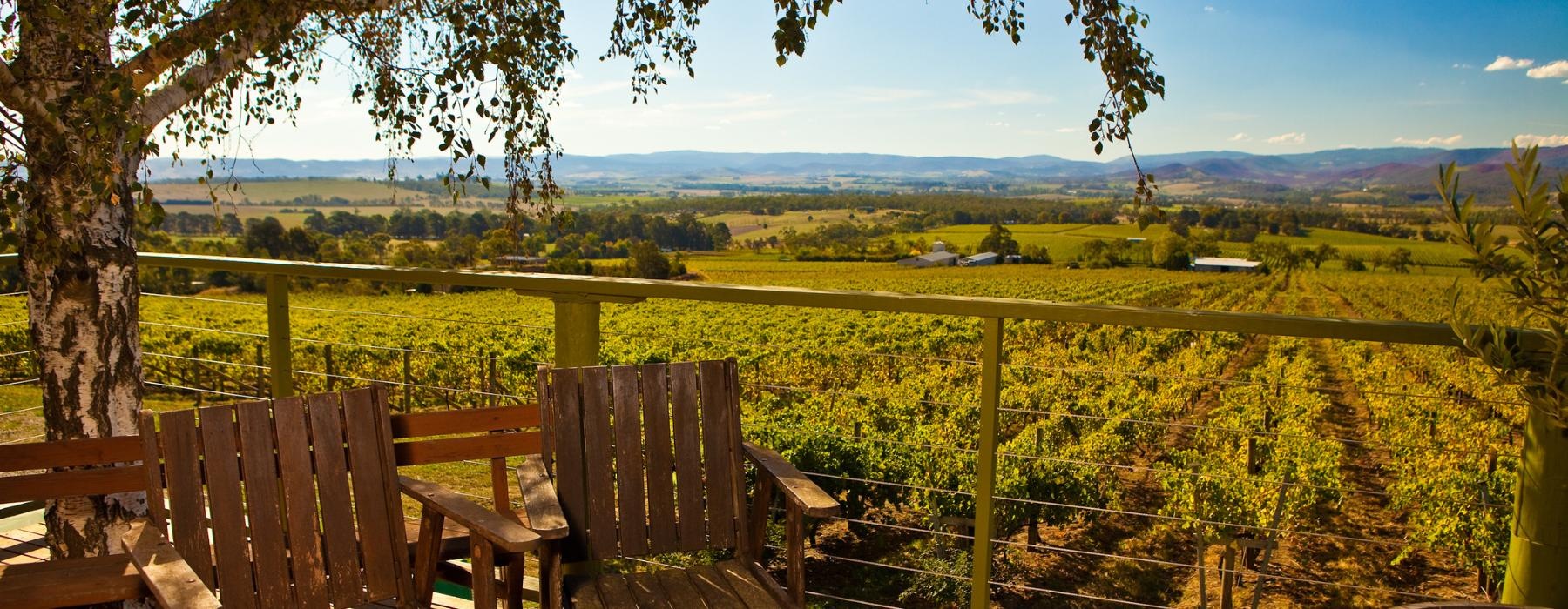 a couple of wooden benches overlooking a field of green plants