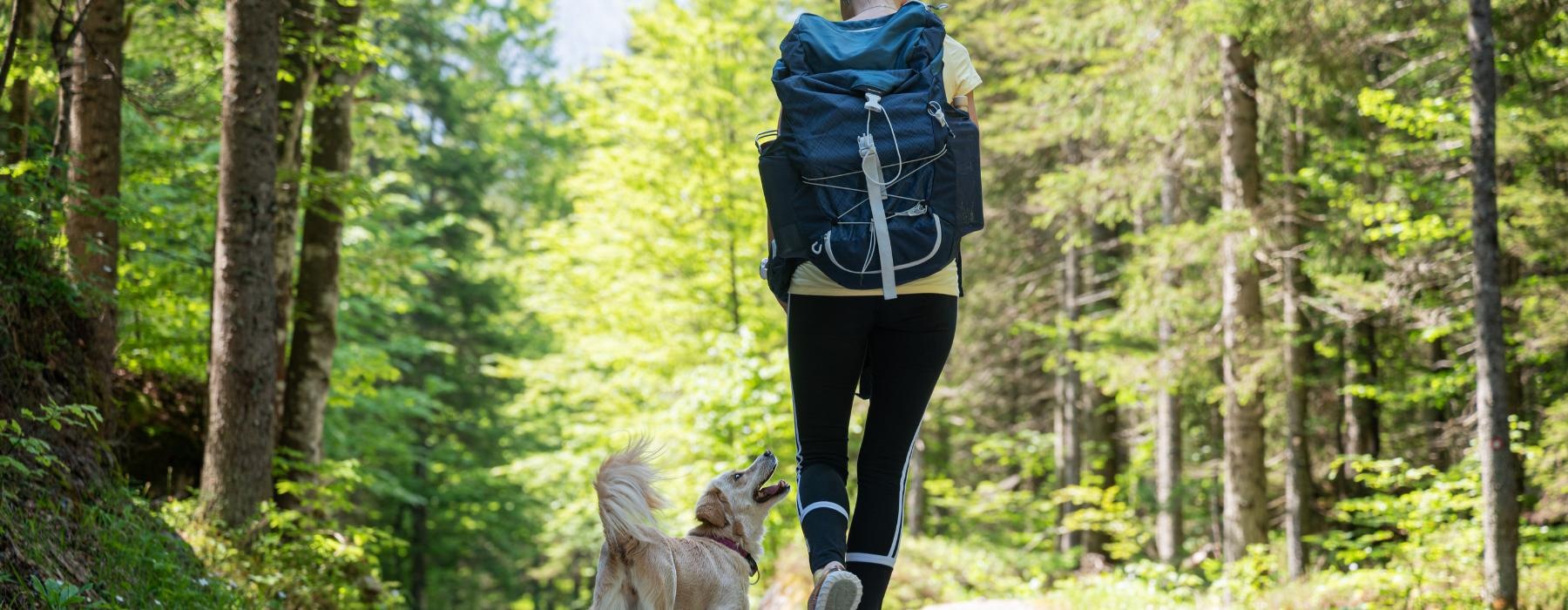 a person walking a dog